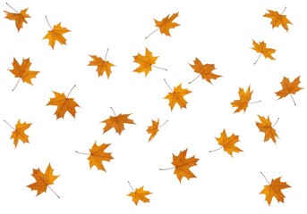 Falling autumn leaves scattered golden