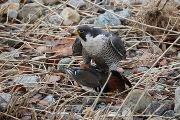 The peregrine falcon (Falco peregrinus japonensis), also known simply as the peregrine, is a...