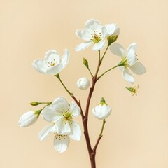 Fototapeta premium branch of cherry blossom
