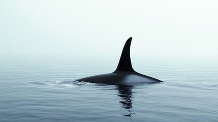 The dorsal fin of a killer whale is visible above the waters