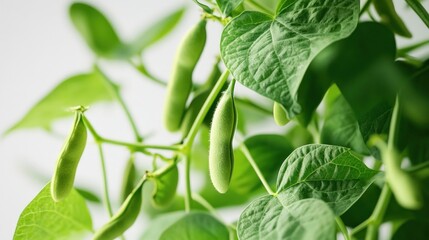 The kidney bean is a variety of the common bean