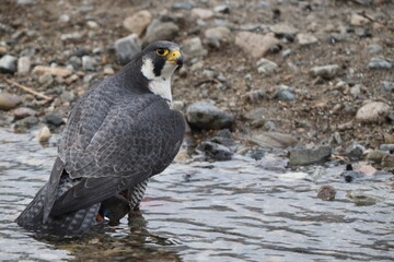 The peregrine falcon (Falco peregrinus japonensis), also known simply as the peregrine, is a cosmopolitan bird of prey (raptor) in the family Falconidae. This photo was taken in Japan.