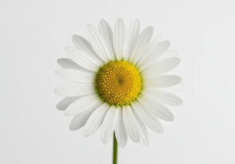 Daisy flower white petals yellow