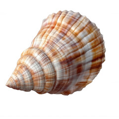 Obraz premium Natural Seashell with Fine Texture Transparent Background
