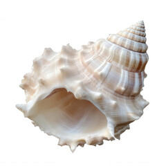 Detailed Seashell for Coastal-Themed Branding Transparent Background