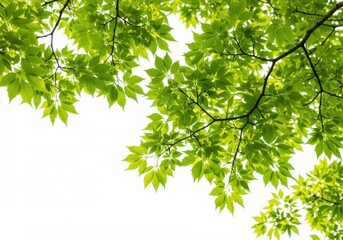 Fototapeta premium Green leafy branches vibrant foliage