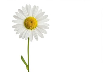 White daisy flower single stem