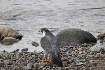 The peregrine falcon (Falco peregrinus japonensis), also known simply as the peregrine, is a cosmopolitan bird of prey (raptor) in the family Falconidae. This photo was taken in Japan.