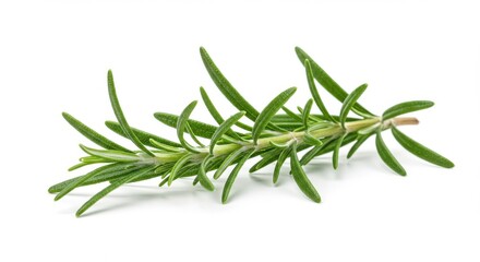 Fototapeta premium Fresh rosemary sprig vibrant green