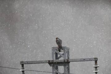 The peregrine falcon (Falco peregrinus japonensis), also known simply as the peregrine, is a...