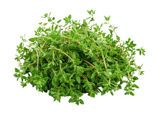 Obraz premium Fresh oregano herb condiment cut out background culinary art kitchen setting vibrant environment