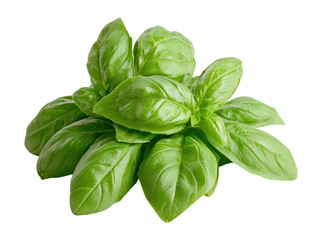 Fresh basil leaves culinary condiment cut out background vibrant kitchen top view food inspiration