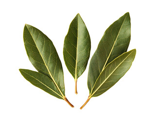 Cooking with bay leaves culinary uses condiment insights cut out background food art creative presentation