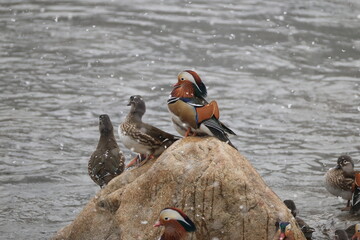 The mandarin duck (Aix galericulata) is a perching duck species native to the East Palearctic. This...