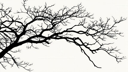 Obraz premium Silhouette of a Branching Tree: Capturing the stark beauty of a bare tree branch against a soft backdrop, this minimalist image evokes a sense of stillness and the intricate patterns of nature. 