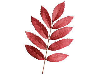 Fototapeta premium Vibrant red condiment leaves culinary arts cut out background food styling overhead view creative presentation