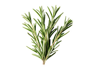 Fototapeta premium Fresh rosemary herb condiment cut out background for food photography culinary arts natural ingredients