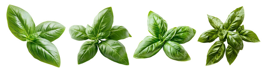Obraz premium Fresh Green Basil Leaves Isolated on White Background for Culinary Use, PNG bundle collection, Isolated on Transparent Background