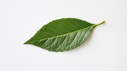 Obraz premium Leaf of Life: A single, vibrant green leaf, showcasing intricate texture, rests elegantly against a minimalist backdrop, symbolizing nature's delicate beauty and freshness.