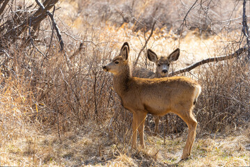 Mule Deer in the Woods