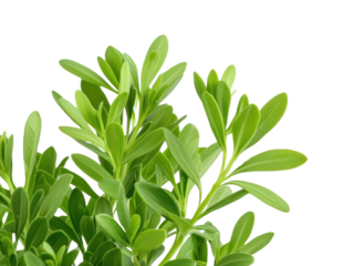 Fresh herb condiment culinary kitchen cut out background bright environment top view flavorful concepts