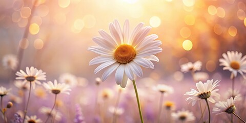 Golden Hour Daisies in a Serene Meadow, Bathed in Soft Sunlight, Evoking a Sense of Calm and Tranquility