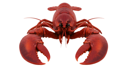 Isolated Red Lobster Presenting Claws Ready for Food Preparation