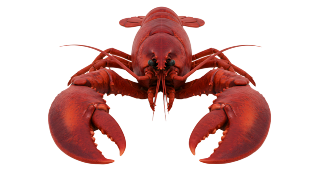 Isolated Red Lobster Presenting Claws Ready for Food Preparation