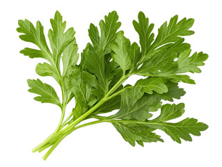 Fresh herb condiment arrangement kitchen food photography bright environment close-up culinary concept