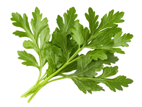 Fresh herb condiment arrangement kitchen food photography bright environment close-up culinary concept