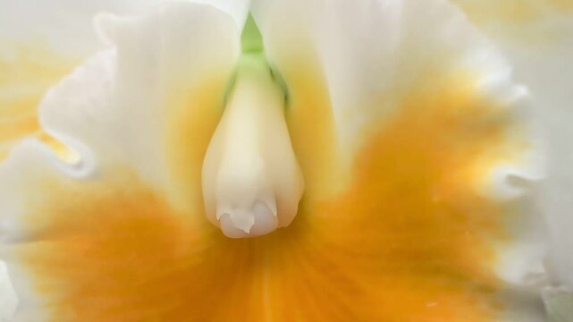 Close-up of column and anther cap on a yellow and white Orchid flower in a tropical garden