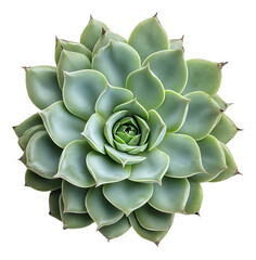 Lush Green Succulent Plant with Symmetrical Leaf Arrangement, Isolated on Transparent Background