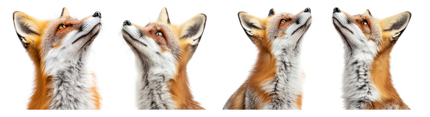 Fototapeta premium Four Vivid Portraits of a Fox Gazing Upward in Profile View, PNG bundle collection, Isolated on Transparent Background