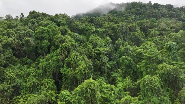 rainforest australia tropical trees tall remote green