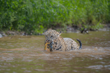 Jaguar with captured green Anaconda