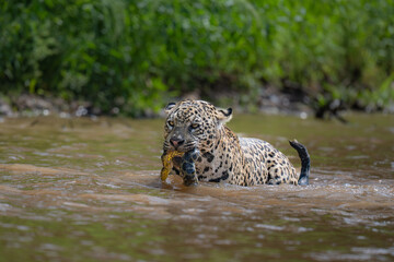 Jaguar with captured green Anaconda