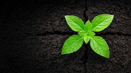 Naklejka premium Fresh green mint leaves growing from cracked soil in a dark background