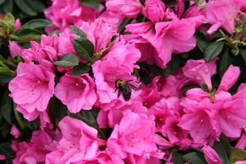Carpenter Bee pollinating Azalea flowers in bloom, spring time botanical close up photo