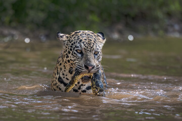 Jaguar with captured green Anaconda