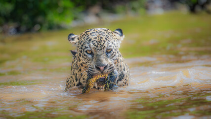 Jaguar with captured green Anaconda