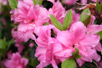 Encore Autumn Carnival Azalea flowers in bloom, spring time botanical close up photo
