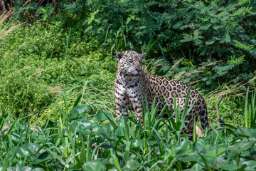 Jaguar searching for prey