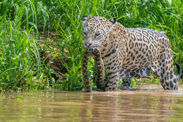 Jaguar with captured green Anaconda