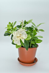 Exquisite Cape jasmine, also known as garden gardenia or gardenia flower, 