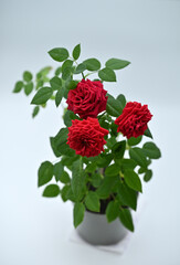 Three red roses in a pot