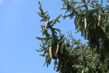 Weeping Norway Spruce tree cones in autumn, Colorado