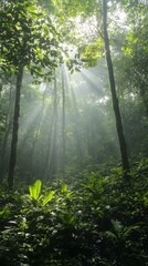 Obraz premium Sunbeams pierce through a lush, misty rainforest, illuminating the vibrant green undergrowth.