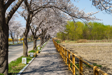 Fototapeta premium Street scene in Gyeongju with white azalea flowers in full bloom in spring from March to April (Gyeongju, Korea)