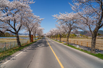Fototapeta premium Street scene in Gyeongju with white azalea flowers in full bloom in spring from March to April (Gyeongju, Korea)
