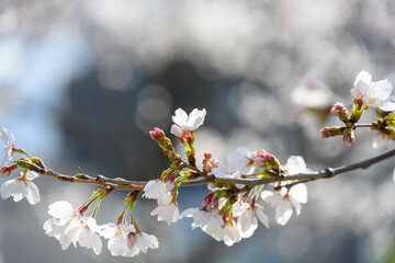 朝日に照らされて輝く桜の花びらをクローズアップ撮影